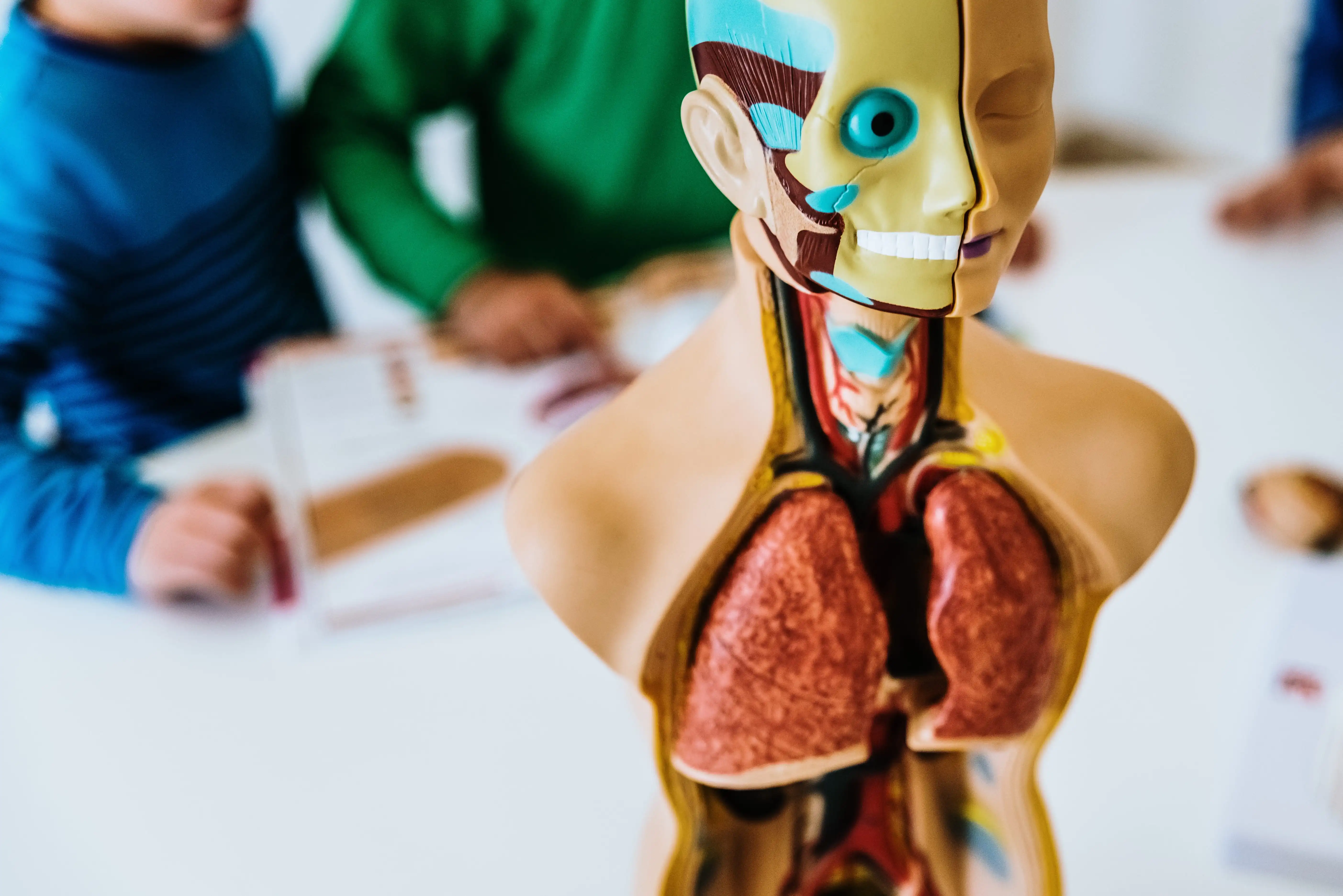 Foundations of Human Anatomy