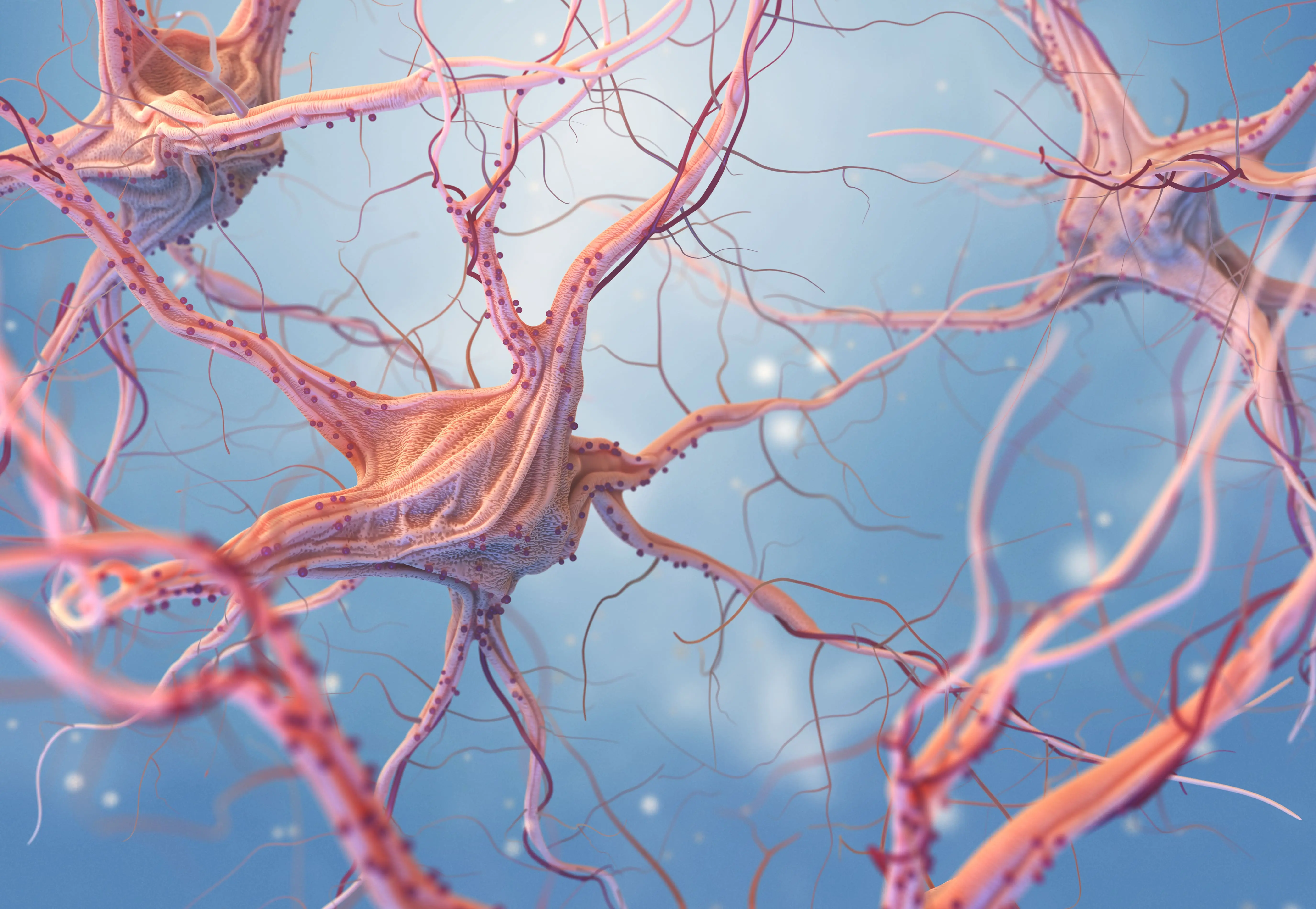 Nervous System