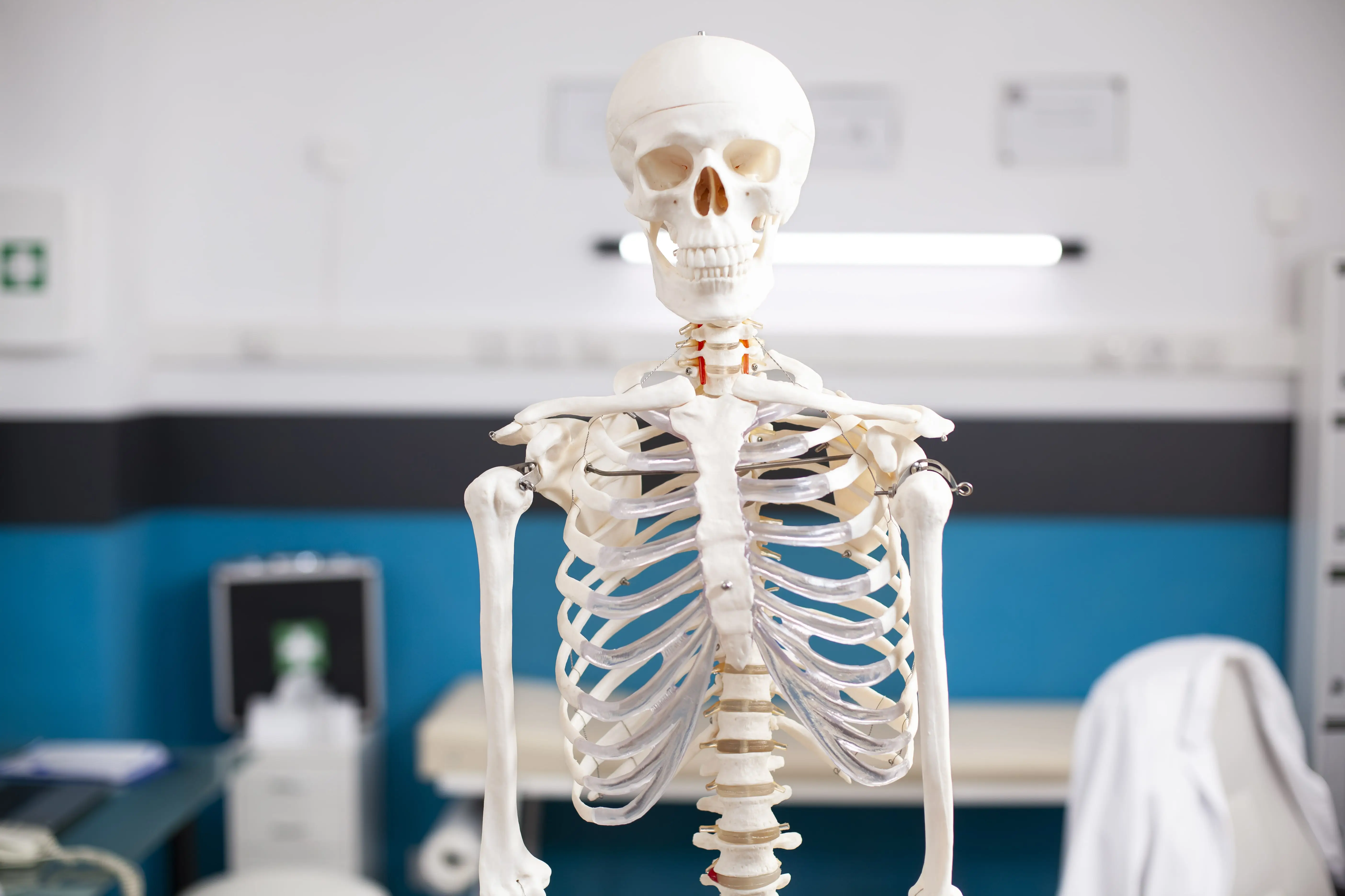Skeletal System & Joints