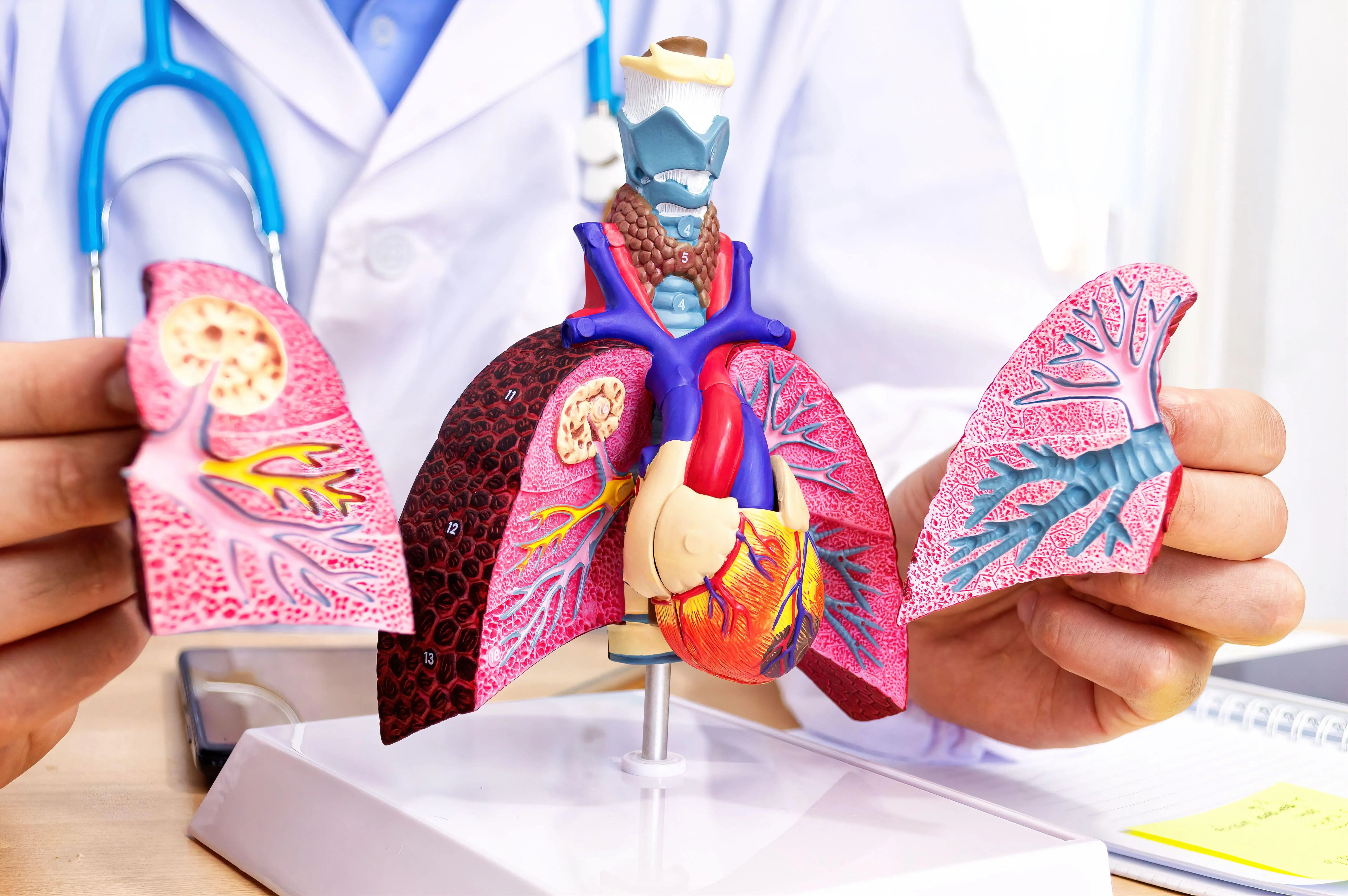 Vital Systems of the Body
