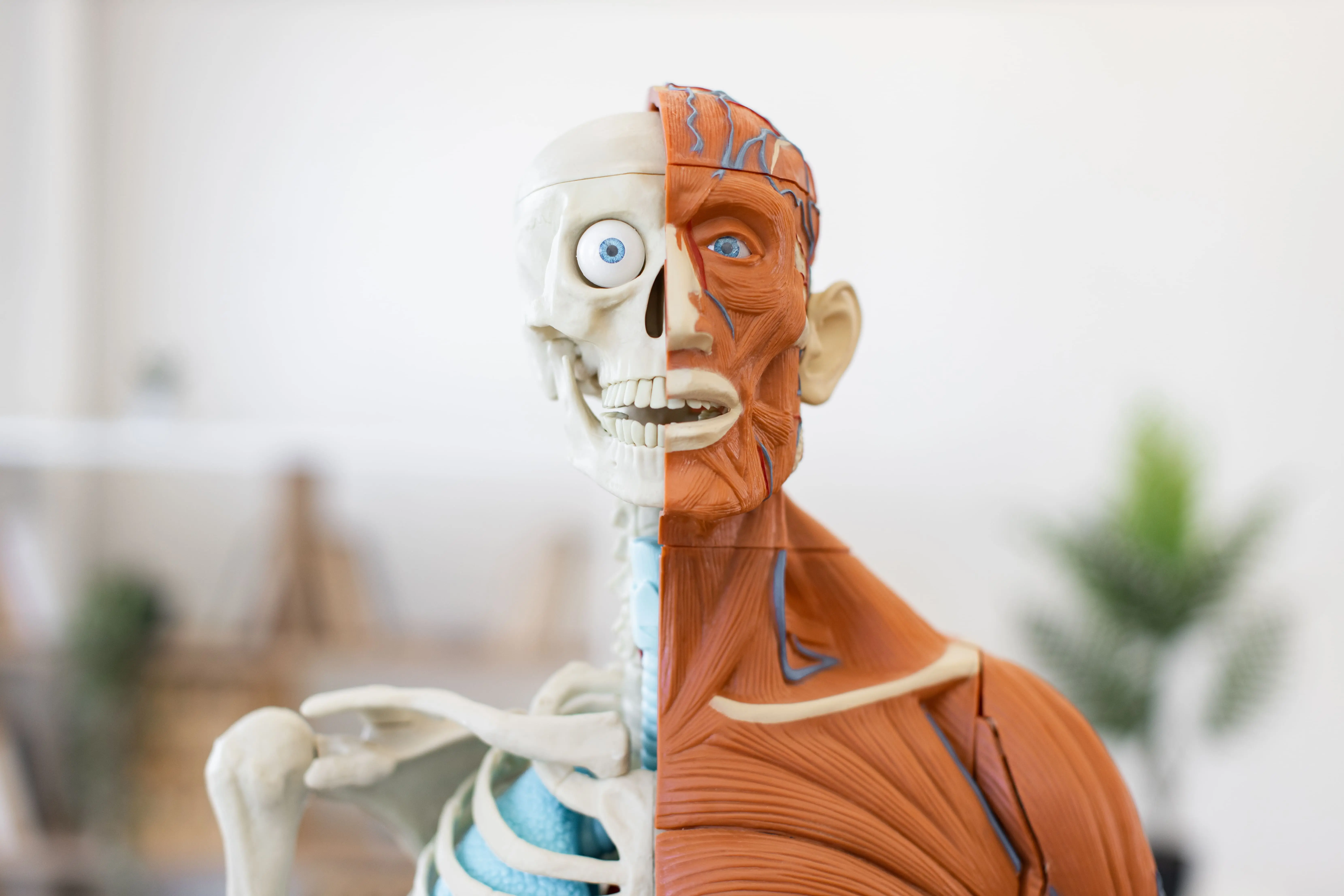Anatomy, Physiology & Ayurveda